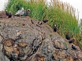Tufted-horned Puffin