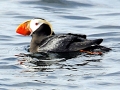 Tufted-horned Puffin