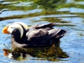 Tufted-horned Puffin