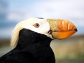 Tufted-horned Puffin