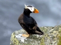 Tufted-horned Puffin