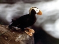 Tufted-horned Puffin