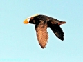 Tufted-horned Puffin
