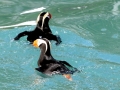 Tufted-horned Puffin