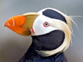 Tufted-horned Puffin