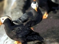 Tufted-horned Puffin