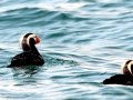 Tufted-horned Puffin
