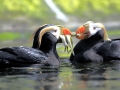 Tufted-horned Puffin
