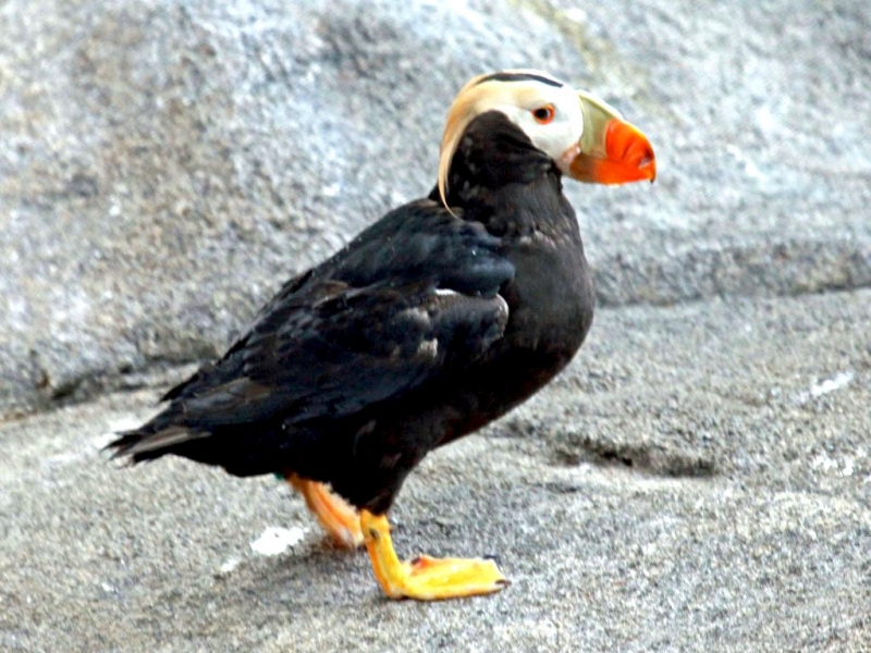 Tufted-horned Puffin
