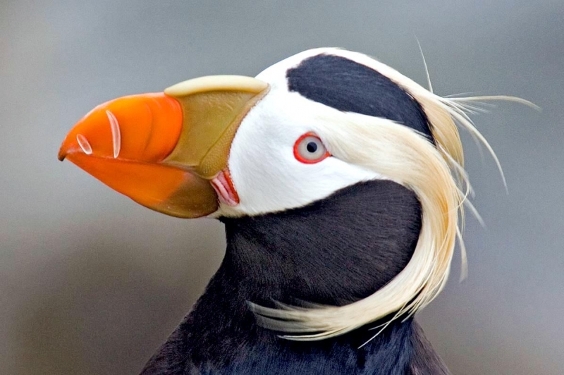 puffin food