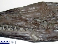 Tylosaurus