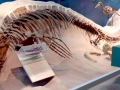 Tylosaurus