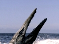 Tylosaurus