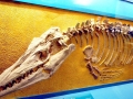 Tylosaurus