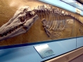 Tylosaurus
