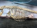 Tylosaurus