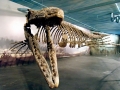 Tylosaurus