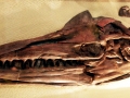 Tylosaurus