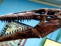 Tylosaurus