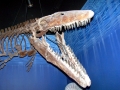 Tylosaurus