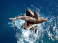 Tylosaurus