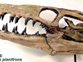 Tylosaurus