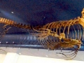 Tylosaurus