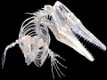 Tylosaurus
