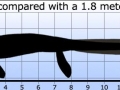 Tylosaurus