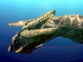 Tylosaurus