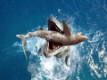 Tylosaurus