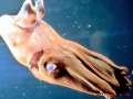 Vampire Squid