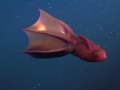 Vampire Squid
