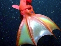 Vampire Squid