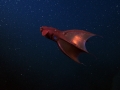 Vampire Squid