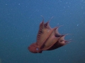 Vampire Squid