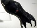 Vampire Squid