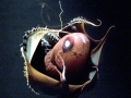 Vampire Squid