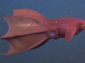 Vampire Squid