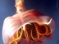 Vampire Squid