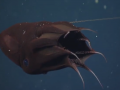Vampire Squid