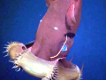 Vampire Squid