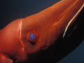 Vampire Squid