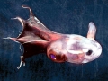 Vampire Squid