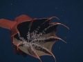 Vampire Squid