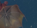 Vampire Squid