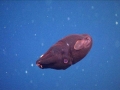 Vampire Squid