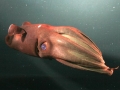 Vampire Squid