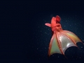 Vampire Squid