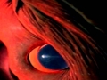 Vampire Squid